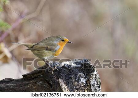 Stock Image - European robin (Erithacus rubecula) on a root, Bad Sooden-Allendorf, Hesse, Germany, Europe. Fotosearch