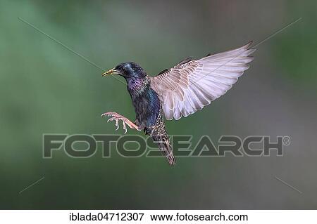 European starling (Sturnus vulgaris) in flight with food in its beak, North Rhine-Westphalia, Germany, Europe View Large Photo Image Stock Photo - European starling (Sturnus vulgaris) in flight with food in its beak, North Rhine-Westphalia, Germany, Europe. Fotosearch