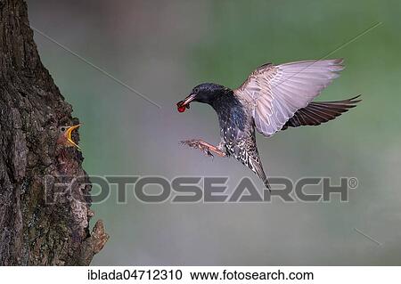 European starling (Sturnus vulgaris), old bird with cherry in its beak approaching the nesting cave in the tree, young bird looking out with open beak, North Rhine-Westphalia, Germany, Europe View Large Photo Image Stock Image - European starling (Sturnus vulgaris), old bird with cherry in its beak approaching the nesting cave in the tree, young bird looking out with open beak, North Rhine-Westphalia, Germany, Europe. Fotosearch