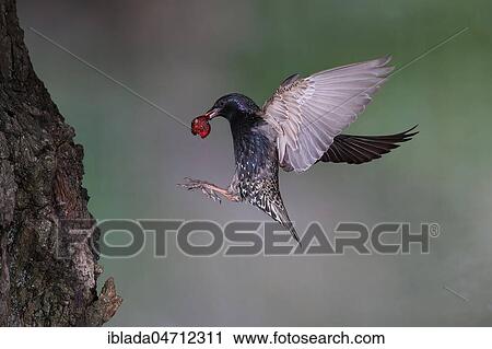 Stock Image - European starling (Sturnus vulgaris), Old bird with cherry in its beak approaching the nesting cave in a tree, North Rhine-Westphalia, Germany, Europe. Fotosearch