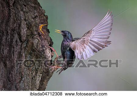Stock Photo - European starling (Sturnus vulgaris) approaching the nesting cave in a tree, young bird with open beak, North Rhine-Westphalia, Germany, Europe. Fotosearch