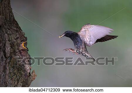 European starling (Sturnus vulgaris), old bird with insects in its beak approaching the nesting cave in the tree, young bird looking out with open beak, North Rhine-Westphalia, Germany, Europe View Large Photo Image Stock Photo - European starling (Sturnus vulgaris), old bird with insects in its beak approaching the nesting cave in the tree, young bird looking out with open beak, North Rhine-Westphalia, Germany, Europe. Fotosearch