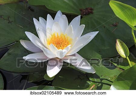 Stock Photo - European white waterlily (Nymphaea alba), flowering, garden pond, Germany, Europe. Fotosearch