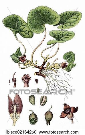 European Wild Ginger or Haselwort (Asarum europaeum), medicinal plant, useful plant, chromolithography, circa 1870 View Large Photo Image Stock Image - European Wild Ginger or Haselwort (Asarum europaeum), medicinal plant, useful plant, chromolithography, circa 1870. Fotosearch