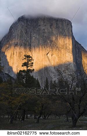 Evening sunlight shines on El Capitan, a granite monolith with up to 1000 metres high cliffs in Yosemite Valley, Yosemite National Park, Yosemite, California, USA, North America View Large Photo Image Stock Photography - Evening sunlight shines on El Capitan, a granite monolith with up to 1000 metres high cliffs in Yosemite Valley, Yosemite National Park, Yosemite, California, USA, North America. Fotosearch