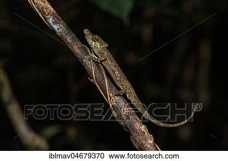 Fallax short-horn chameleon (Calumma fallax), male on a branch, Analamazoatra, Andasibe National Park, Madagascar, Africa View Large Photo Image Stock Image - Fallax short-horn chameleon (Calumma fallax), male on a branch, Analamazoatra, Andasibe National Park, Madagascar, Africa. Fotosearch