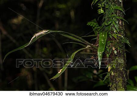 Fallax Short Horn Chameleon (Calumma fallax), male on leaf, rainforest, Analamazoatra, Andasibe National Park, Madagascar, Africa View Large Photo Image Stock Image - Fallax Short Horn Chameleon (Calumma fallax), male on leaf, rainforest, Analamazoatra, Andasibe National Park, Madagascar, Africa. Fotosearch
