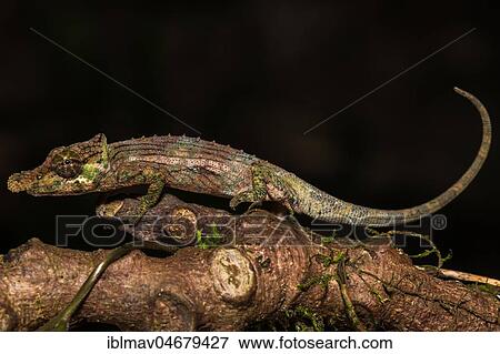 Fallax short-horn chameleon (Calumma fallax), male on a branch, Analamazoatra, Andasibe National Park, Madagascar, Africa View Large Photo Image Stock Photo - Fallax short-horn chameleon (Calumma fallax), male on a branch, Analamazoatra, Andasibe National Park, Madagascar, Africa. Fotosearch