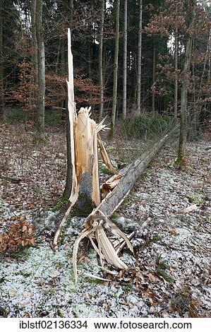 Picture - Fallen pine tree in a forest, storm, wind damage. Fotosearch