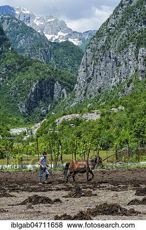 Farmer spreading manure on his field with a horse, Thethi village, Thethi valley, Albania, Europe View Large Photo Image Stock Photo - Farmer spreading manure on his field with a horse, Thethi village, Thethi valley, Albania, Europe. Fotosearch