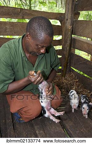 Farmer taking care of little piglets in the pigsty, Bamenda, Cameroon, Africa View Large Photo Image Picture - Farmer taking care of little piglets in the pigsty, Bamenda, Cameroon, Africa. Fotosearch
