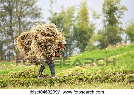 Farmer with bale of straw on his back, Punakha district, Kingdom of Bhutan View Large Photo Image Stock Photo - Farmer with bale of straw on his back, Punakha district, Kingdom of Bhutan. Fotosearch