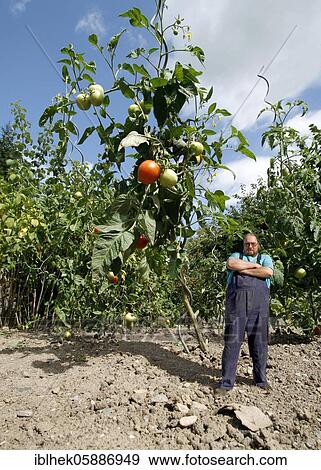 Farmer with giant tomatoes, genetic manipulation, assembly, 2008, Germany, Europe View Large Photo Image Stock Photo - Farmer with giant tomatoes, genetic manipulation, assembly, 2008, Germany, Europe. Fotosearch
