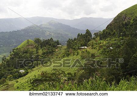 Farmland around Bamenda, Cameroon, Africa View Large Photo Image Stock Photo - Farmland around Bamenda, Cameroon, Africa. Fotosearch