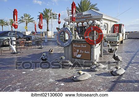 Feeding pelicans for payment, The Pier, Saint Petersburg, Florida, United States, USA, North America View Large Photo Image Stock Image - Feeding pelicans for payment, The Pier, Saint Petersburg, Florida, United States, USA, North America. Fotosearch