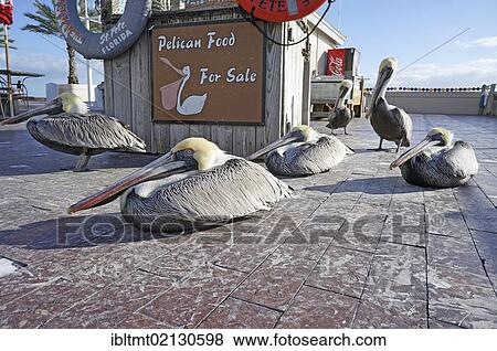 Feeding pelicans for payment, The Pier, Saint Petersburg, Florida, United States, USA, North America View Large Photo Image Stock Photo - Feeding pelicans for payment, The Pier, Saint Petersburg, Florida, United States, USA, North America. Fotosearch