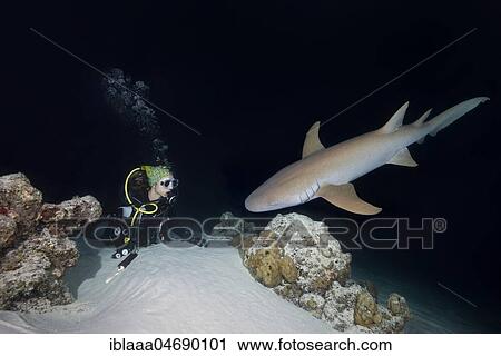 Female scuba diver looks at shark in the night, Tawny nurse shark (Nebrius ferrugineus), Indian Ocean, Maldives, Asia View Large Photo Image Stock Image - Female scuba diver looks at shark in the night, Tawny nurse shark (Nebrius ferrugineus), Indian Ocean, Maldives, Asia. Fotosearch