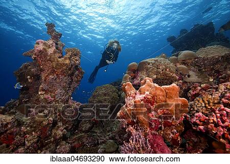 Female scuba diver swims next to a coral reef, Fuvahmulah island, Indian Ocean, Maldives, Asia View Large Photo Image Stock Image - Female scuba diver swims next to a coral reef, Fuvahmulah island, Indian Ocean, Maldives, Asia. Fotosearch