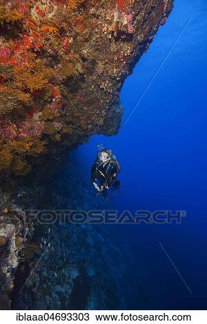 Female scuba diver swims next to a sheer wall covered with corals, Fuvahmulah island, Indian Ocean, Maldives, Asia View Large Photo Image Stock Image - Female scuba diver swims next to a sheer wall covered with corals, Fuvahmulah island, Indian Ocean, Maldives, Asia. Fotosearch