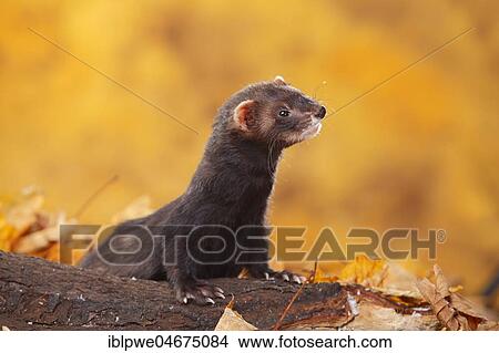 Ferret (Mustela putorius forma domestica) in autumn leaves View Large Photo Image Picture - Ferret (Mustela putorius forma domestica) in autumn leaves. Fotosearch