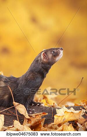 Ferret (Mustela putorius forma domestica) in autumn leaves View Large Photo Image Stock Image - Ferret (Mustela putorius forma domestica) in autumn leaves. Fotosearch
