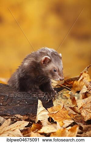 Ferret (Mustela putorius forma domestica) in autumn leaves View Large Photo Image Stock Image - Ferret (Mustela putorius forma domestica) in autumn leaves. Fotosearch