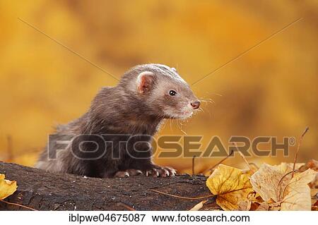 Ferret (Mustela putorius forma domestica) in autumn leaves View Large Photo Image Stock Photo - Ferret (Mustela putorius forma domestica) in autumn leaves. Fotosearch