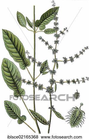 Fiddle Dock, sorrel (Rumex pulcher), medicinal and useful plant, chromolithograph, circa 1790 View Large Photo Image Stock Photo - Fiddle Dock, sorrel (Rumex pulcher), medicinal and useful plant, chromolithograph, circa 1790. Fotosearch