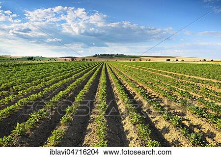 Field furrows on a potato field in summer, Burgenlandkreis, Saxony-Anhalt, Germany, Europe View Large Photo Image Picture - Field furrows on a potato field in summer, Burgenlandkreis, Saxony-Anhalt, Germany, Europe. Fotosearch