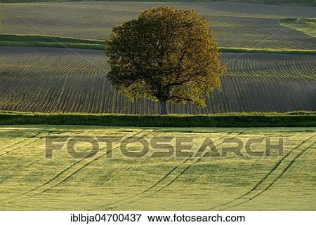 Stock Photo - Field of wheat with solitary tree, Limagne plain, Puy de Dome department, Auvergne-Rhône-Alpes, France, Europe. Fotosearch