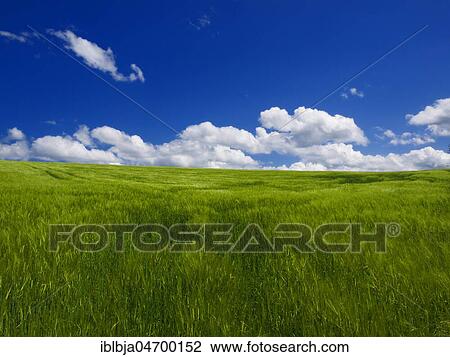 Stock Image - Field of wheat with white clouds and blue sky, Auvergne, Puy de Dome department, Auvergne-Rhône-Alpes, France, Europe. Fotosearch