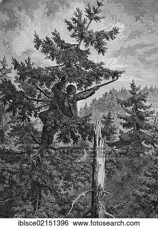 Fir cone harvester, historical engraving, 1869 View Large Photo Image Stock Photograph - Fir cone harvester, historical engraving, 1869. Fotosearch