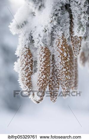Fir cone with hoarfrost, Switzerland, Europe View Large Photo Image Stock Image - Fir cone with hoarfrost, Switzerland, Europe. Fotosearch