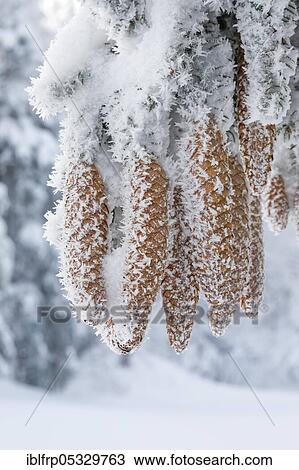Stock Image - Fir cone with hoarfrost, Switzerland, Europe. Fotosearch