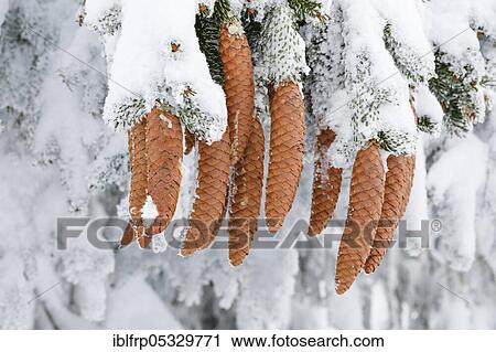 Fir cone with hoarfrost, Switzerland, Europe View Large Photo Image Stock Image - Fir cone with hoarfrost, Switzerland, Europe. Fotosearch