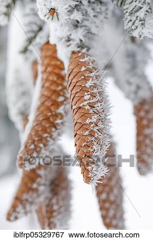 Fir cone with hoarfrost, Switzerland, Europe View Large Photo Image Stock Photo - Fir cone with hoarfrost, Switzerland, Europe. Fotosearch