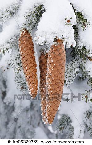 Stock Photo - Fir cone with hoarfrost, Switzerland, Europe. Fotosearch