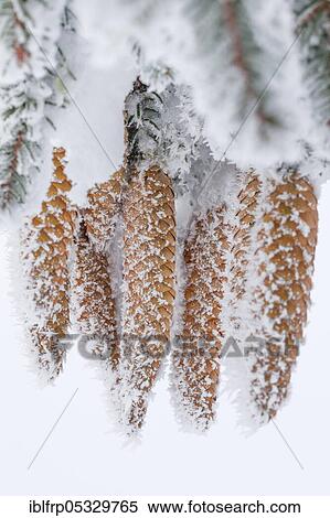 Stock Photography - Fir cone with hoarfrost, Switzerland, Europe. Fotosearch