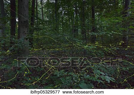 Stock Photo - Fireflies in the forest, Schaffhausen, Switzerland, Europe. Fotosearch