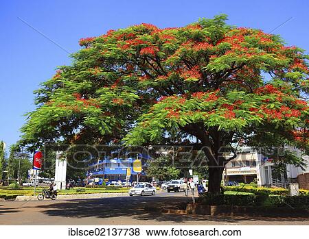 Stock Photo - Flamboyant or Flame Tree (Delonix regia), Moshi, Tanzania, Africa. Fotosearch
