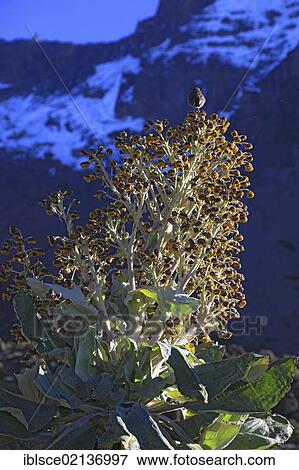 Flowering Giant Groundsel (Dendrosenecio kilimanjari), Mount Kilimanjaro, Tanzania, Africa View Large Photo Image Stock Photo - Flowering Giant Groundsel (Dendrosenecio kilimanjari), Mount Kilimanjaro, Tanzania, Africa. Fotosearch