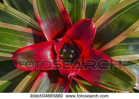 Stock Image - Flowering red Vriesea Bromeliad (Vriesea imperialis), Montreal Botanical Gardens, Montreal, Quebec, Canada, North America. Fotosearch