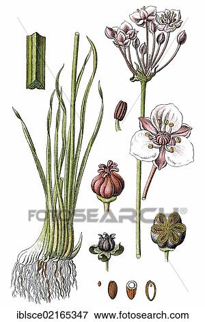 Stock Photo - Flowering Rush (Butomus umbellatus), medicinal plant, useful plant, chromolithograph, circa 1790. Fotosearch