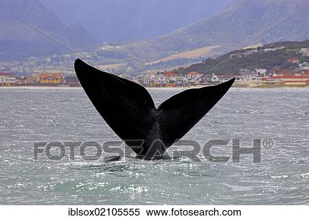 Fluke, Southern Right Whale (Balaena glacialis), adult, Simon's Town, South Africa, Africa View Large Photo Image Stock Photography - Fluke, Southern Right Whale (Balaena glacialis), adult, Simon's Town, South Africa, Africa. Fotosearch