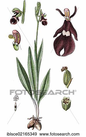 Fly Orchid (Ophrys muscifera), medicinal plant, useful plant, chromolithograph, circa 1790 View Large Photo Image Stock Photo - Fly Orchid (Ophrys muscifera), medicinal plant, useful plant, chromolithograph, circa 1790. Fotosearch