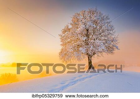 Stock Photo - Footpath and lime tree on the Hirzel, Switzerland, Tilia spec, Europe. Fotosearch