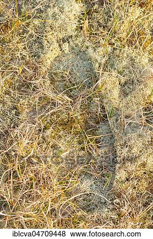 Footprint in sensitive vegetation, sand sedge (Carex arenaria), Reindeer lichen (Cladonia rangiferina), mosses, nature reserve Dünenheide, island Hiddensee, Mecklenburg-Western Pomerania, Germany, Europe View Large Photo Image Stock Photo - Footprint in sensitive vegetation, sand sedge (Carex arenaria), Reindeer lichen (Cladonia rangiferina), mosses, nature reserve Dünenheide, island Hiddensee, Mecklenburg-Western Pomerania, Germany, Europe. Fotosearch