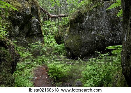 Forest, Girdwood, Alaska, USA, North America View Large Photo Image Stock Photo - Forest, Girdwood, Alaska, USA, North America. Fotosearch