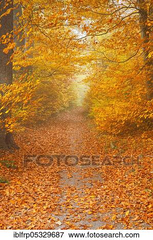 Forest path, Zurich Oberland, Switzerland, Europe View Large Photo Image Stock Photo - Forest path, Zurich Oberland, Switzerland, Europe. Fotosearch