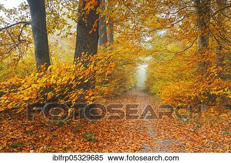 Stock Photography - Forest path, Zurich Oberland, Switzerland, Europe. Fotosearch